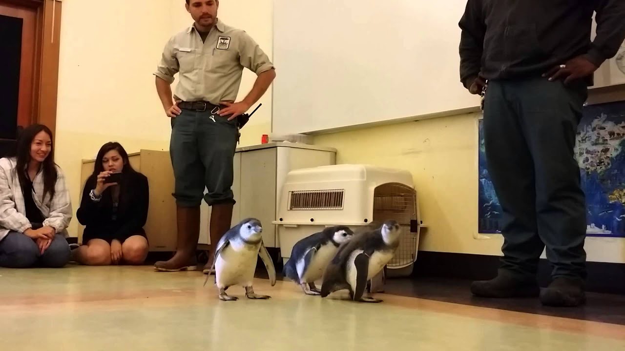 Baby Penguins Running Around at San Francisco Zoo