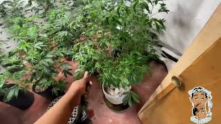 Faceded Canna | Indoor Weed Grow | Raw Genetics Barry Payton | Flame Strain Eggo | transition week
