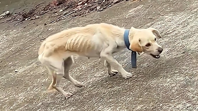 He is skin and bones from hunger, making a living by scavenging garbage, longing for a hearty meal - YouTube