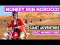 Ride a 50cc bike across morocco on the monkey run