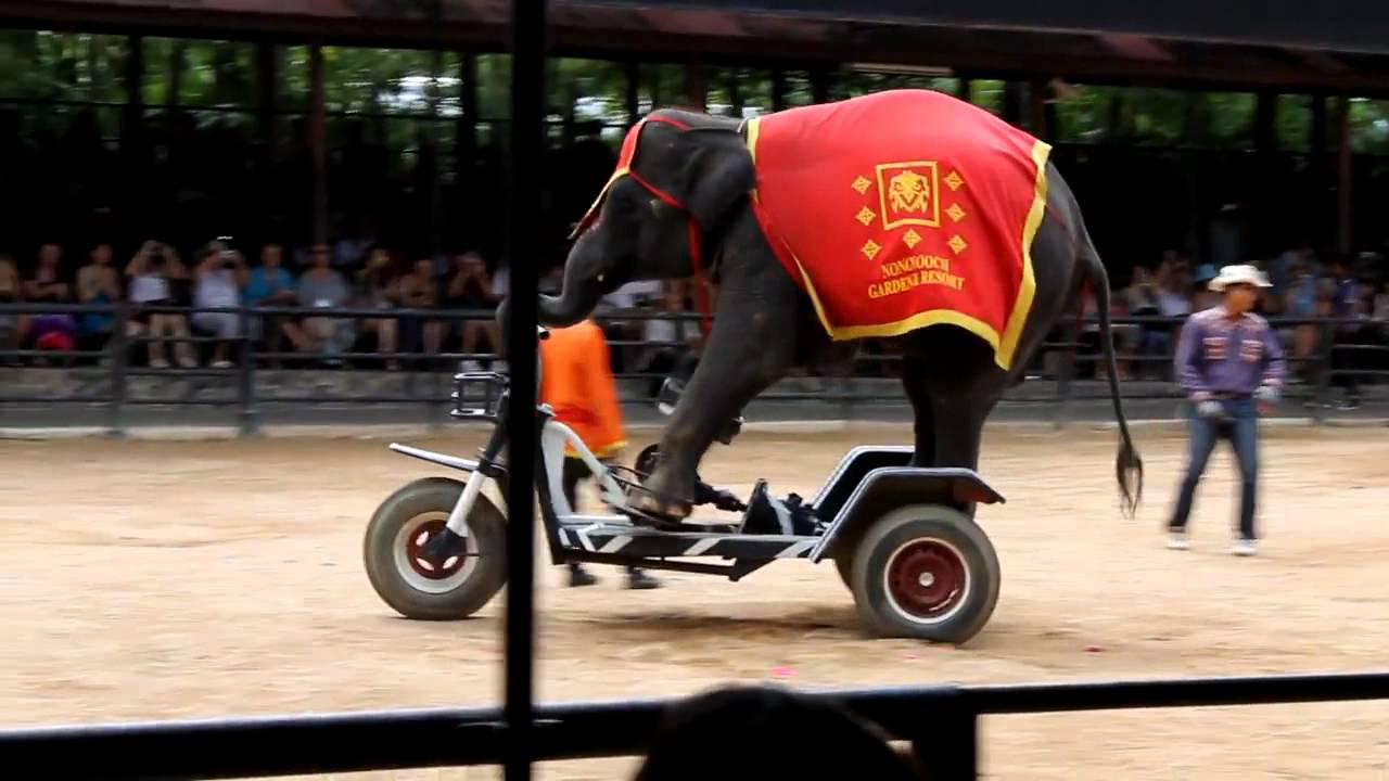 Elephants Riding Tricycles in Thailand YouTube