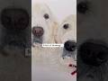 80hrs of Drawing! 3 Golden Retrievers #art #petportraitartist