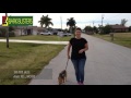 Australian Terrier - Dog Training of Fort Myers K9- Patrick Logue の動画、YouTube動画。