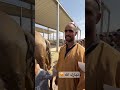 جمل ب 4المليون تبارك الله