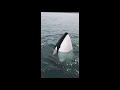 Fish Kodiak Adventures Friendly Orca Encounter in Alaska