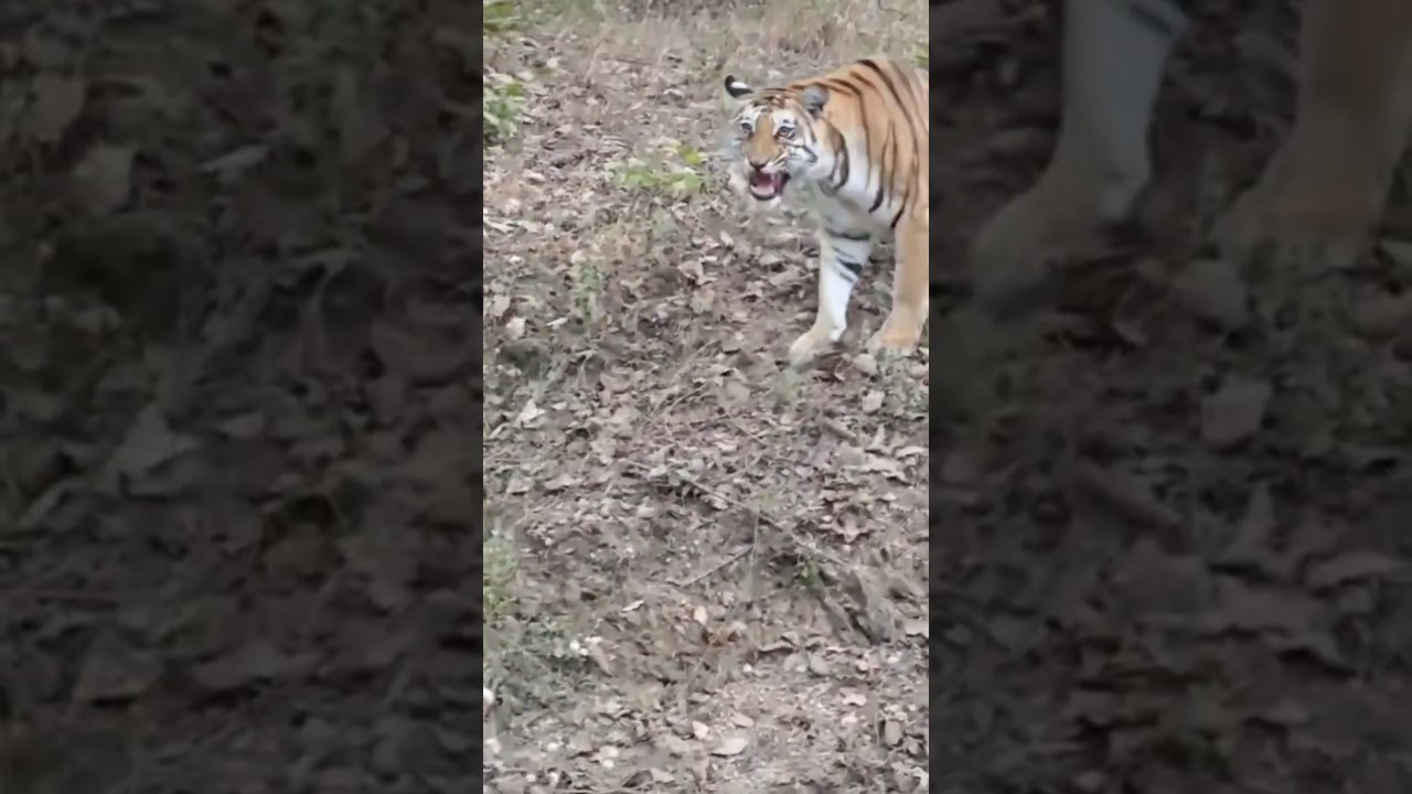 Panna tiger reserve best zone 