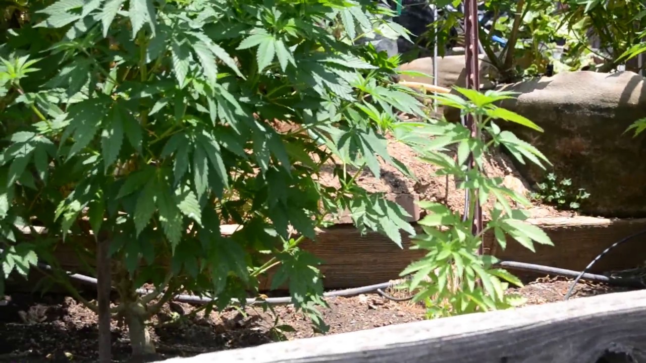 2017 outdoor norcal planting the big girls