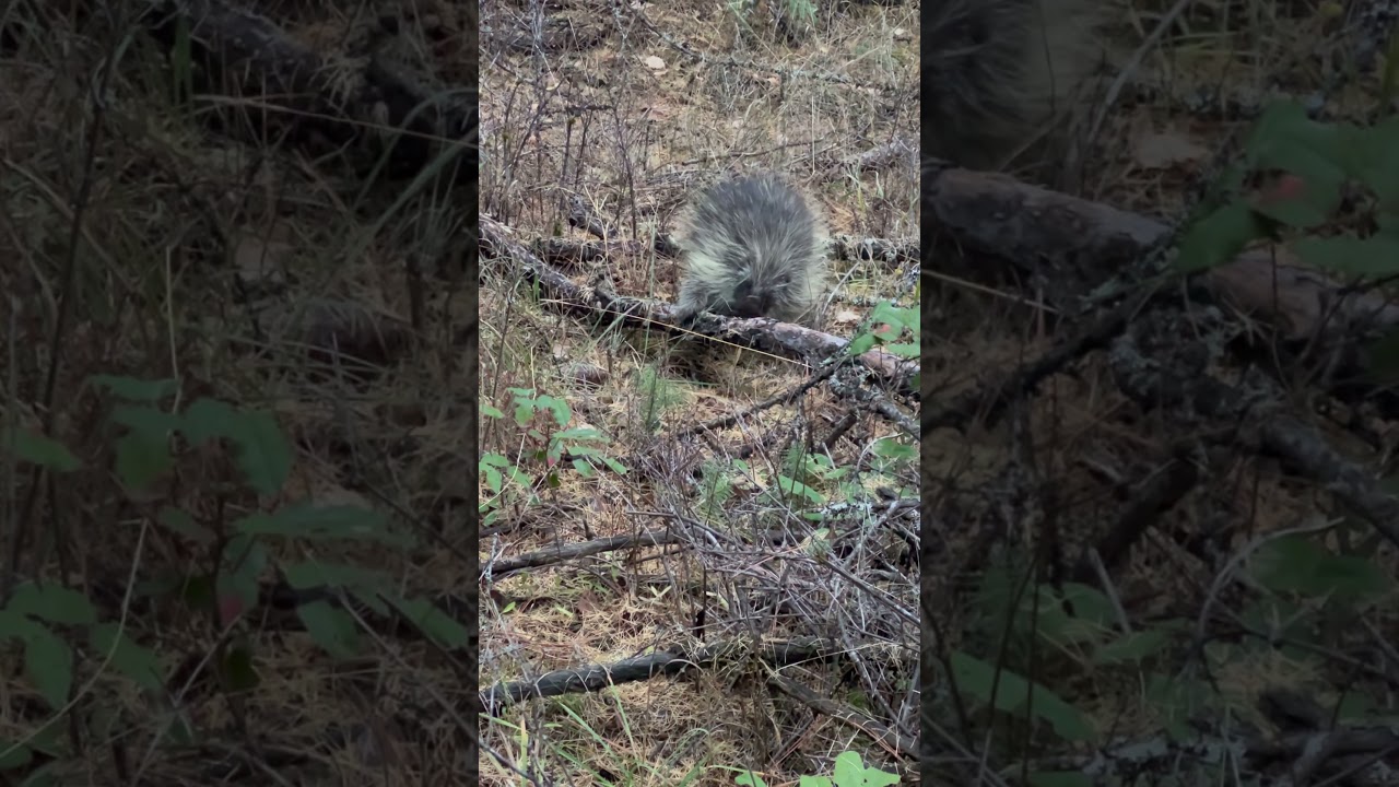 Porcupine walks up to my feet! #pnw #subscribe #porcupines #nature #idaho #content #shorts #3ksubs