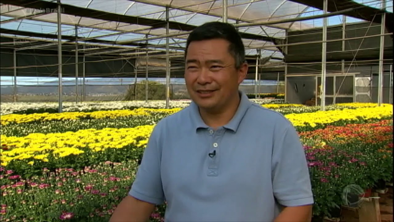 Pequena cidade está entre as maiores produtoras de flores do Brasil