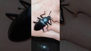 Besouro da Madeira - Insetos #beetle #insects #animals #funny