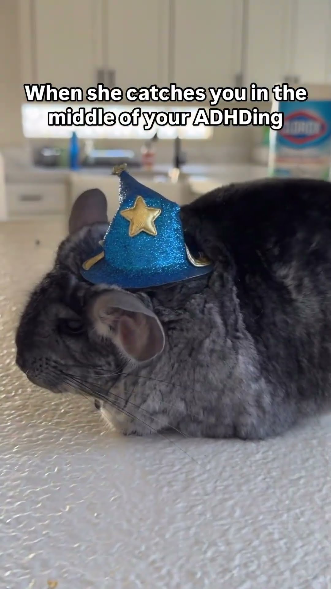 Dragonchilla v wizardchilla @Imthe_annag