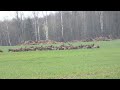 Zrzuty 2021-Chmara jeleni,świeży zrzut