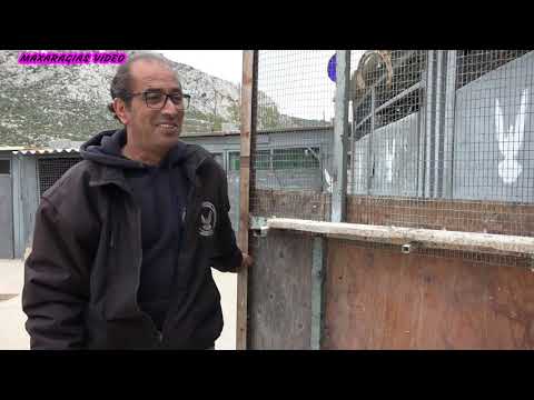 ΖΓΑΡΔΑΝΑΣ ΛΕΥΤΕΡΗΣ ΓΑΛΛΟΣ