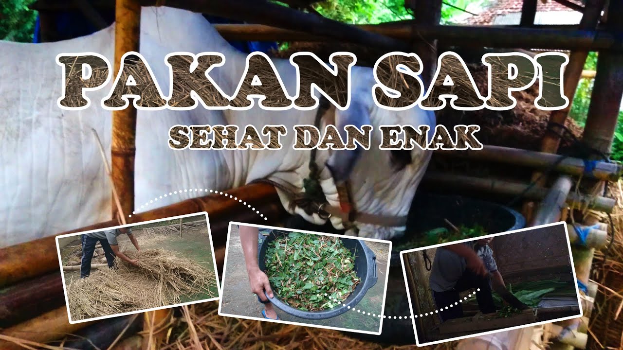 Cara Mudah Membuat Pakan Sapi yang Sehat dan Lahap agar Cepat Gemuk