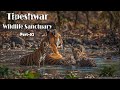 "Best Place for Tiger Sightings"-Tipeshwar wildlife sanctuary Part -02