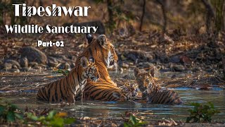 "Best Place for Tiger Sightings"-Tipeshwar wildlife sanctuary Part -02