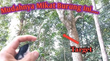 MIKAT BURUNG JING JING BATU