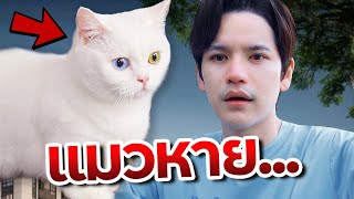 แม่แมวหายไปจากบ้าน…💔 | ติดเต๋า