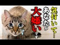 猫が一番嫌いな人にだけ見せる行動12選
