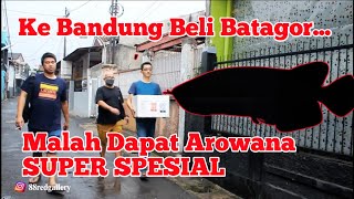 KE BANDUNG BELI BATAGOR..MALAH DAPAT AROWANA SUPER SPESIAL