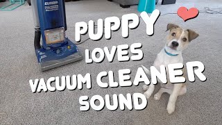 Puppy Loves Vacuum Cleaner Sound