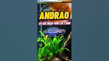 Cú sốc nhập môn lóc cảnh Andrao😨 #metub #aquarium  #thuysinh #cacanh #channafish