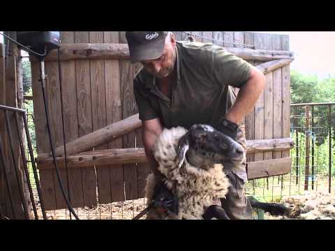 Video: Jak Nakrmit Ovce