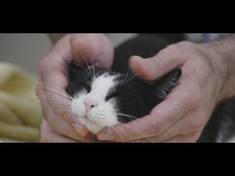 Βίντεο: Cat Nails: Πώς να σταματήσετε πριν χτυπήσετε το Quick