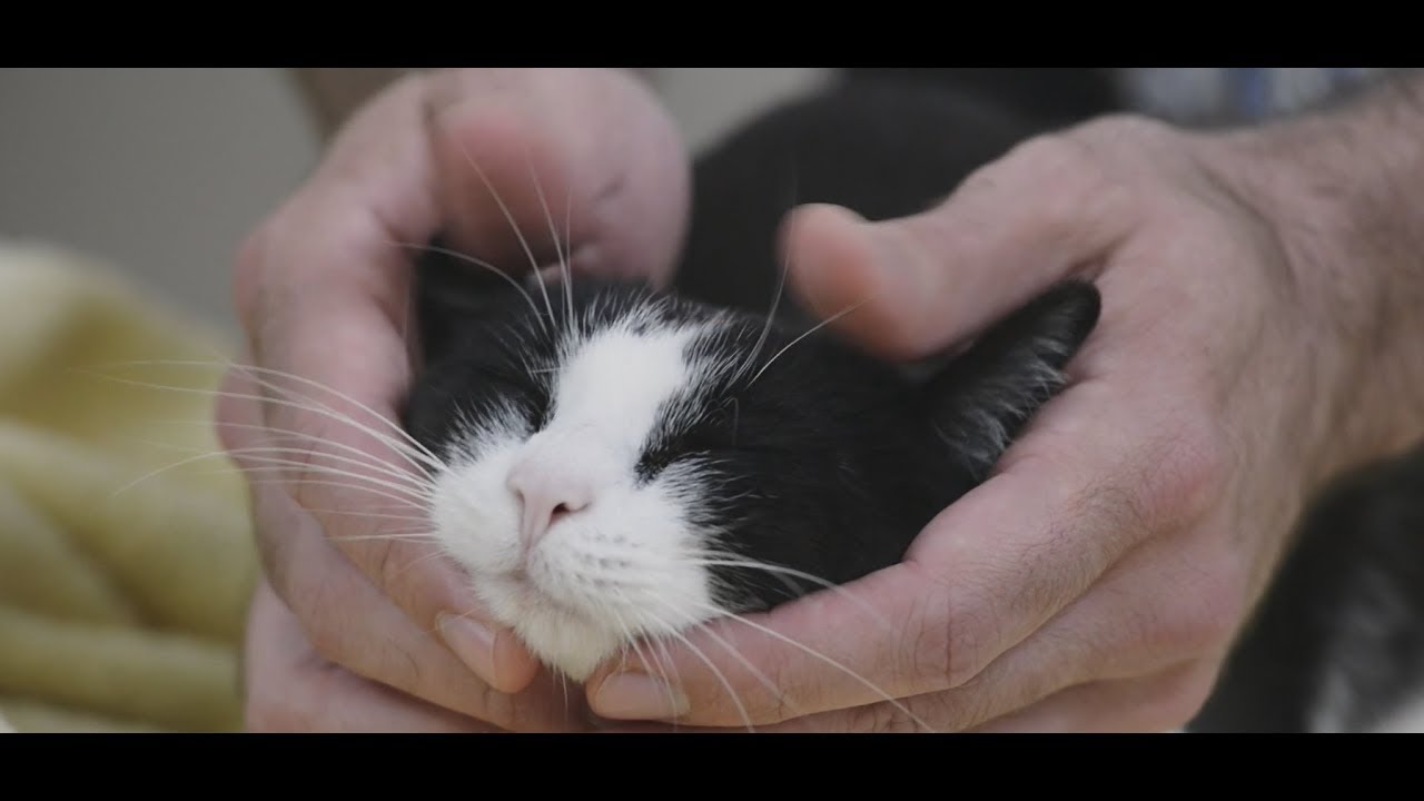 How to trim a cat's nails with two people - YouTube