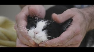You can see a link to my preferred cat nail trim technique with just
one person below, but many of have asked how nails on more difficult
cats, s...