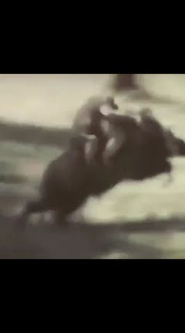 ketika monyet naik babi #monyet #babi #viral