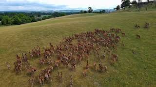Двери в лето II - Чиж и Ко