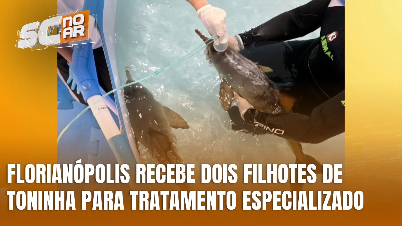 Toninhas ameaçadas de extinção recebem atendimento veterinário em Florianópolis
