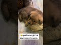 🥹questo piccolo cucciolo ha le lacrime agli occhi…qualcuno gli ha spezzato il cuore? #dog #viral
