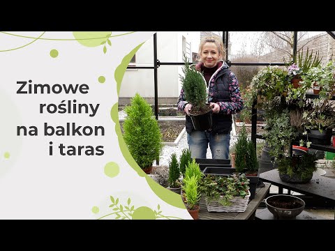 Wideo: Dobre rośliny na tarasy: co uprawiać na tarasie - wiedza o ogrodnictwie