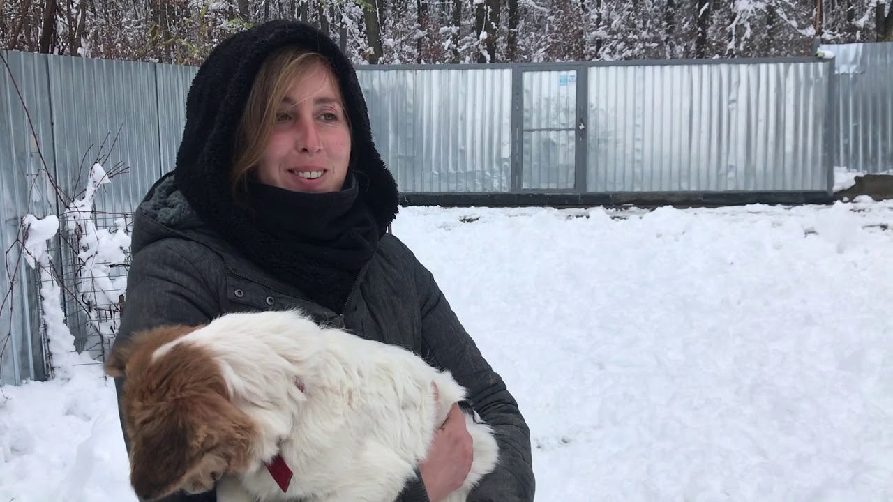 En Roumanie, compte à rebours pour les chiens errants