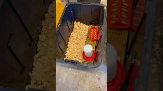 Brooder set up for chicks. Easy and in expensive. Chick brooder ideas