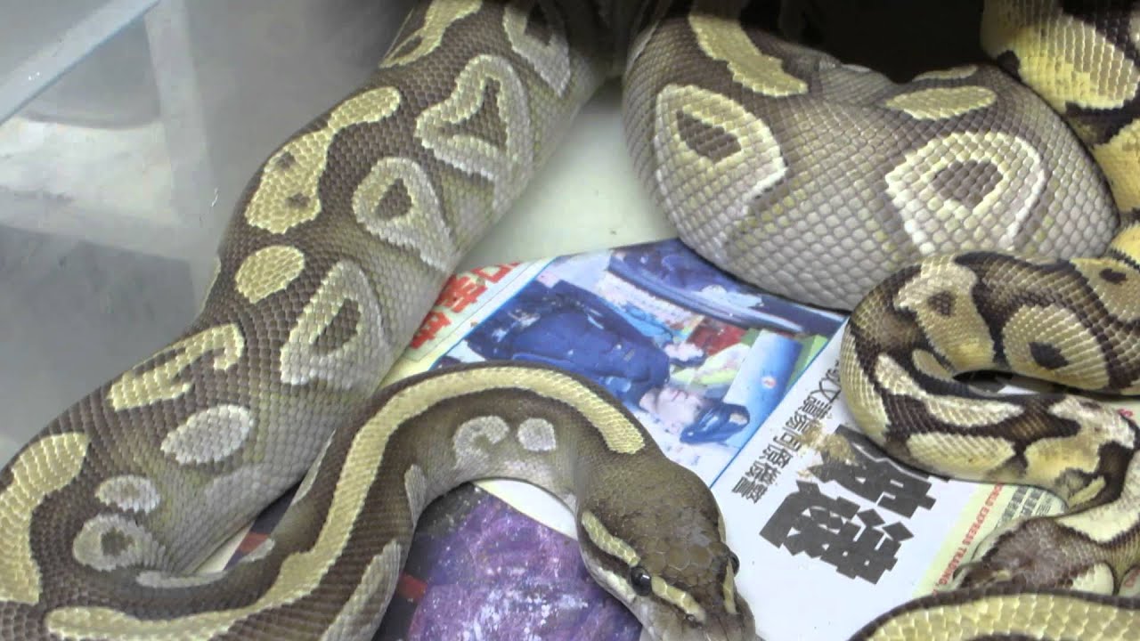 rat snakes in alabama Brian Gundy Shares Lock Up Between Firefly and Gold Blush Mojo