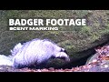 BADGER RAW FOOTAGE || SCENT MARKING