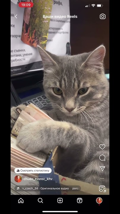 Кузя #кот - YouTube