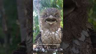 BUKAN Burung Hantu!? Kenalin si Master Kamuflase 🪵🦉 #burung #birds