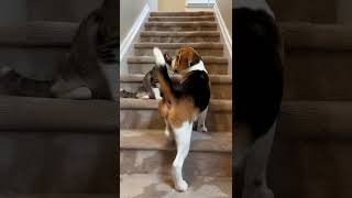 Download Lagu He Refused to Leave Her Side  The Reason Is Just Too Pure MP3