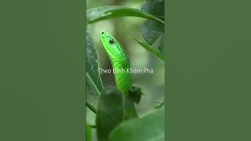 Rắn Manba xanh lục cực độc và hung dữ #shortvideo #thưgiãn