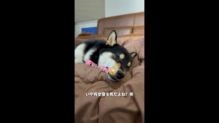 完全にフトンからどく気のない豆柴さん。笑 #Shorts
