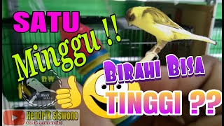 Wow..!! This is a quick way to increase the libido of female canaries so they are ready to mate.