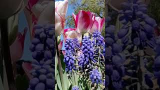 ♦  Nature  #shorstyoutube #flowers #shortsvideo #tulip #shortsyoutube #nature #relax #pink