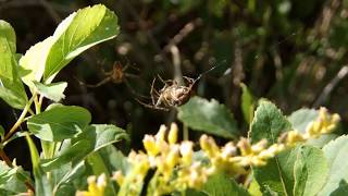 Cross orbweaver fending off unwanted male