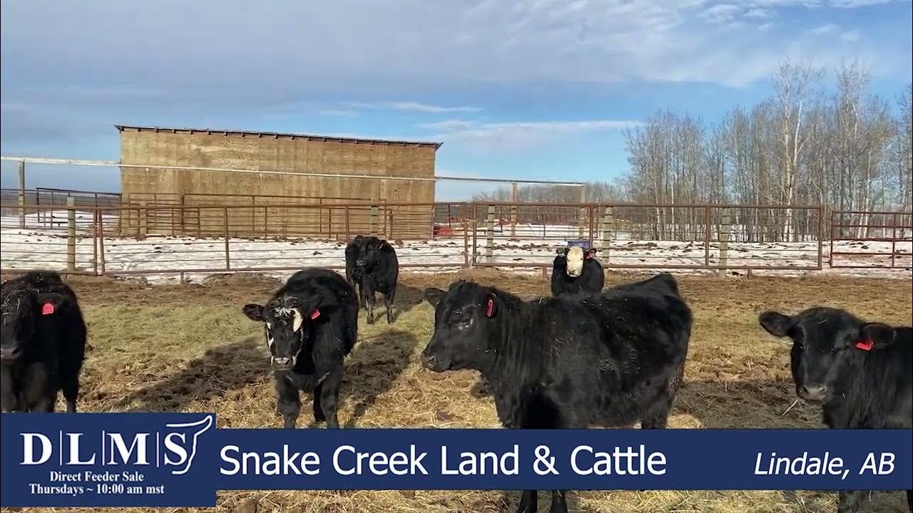 DLMS Direct Snake Creek Land & Cattle Hfrs YouTube