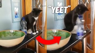 Alpha Funny & Cute Cat Videos! | YouTube's Funniest Cat Videos 7# by Alpha Cats and Dogs 607 views 1 year ago 2 minutes, 30 seconds