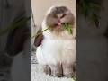 MOST satisfying bunny ASMR #bunny #rabbit